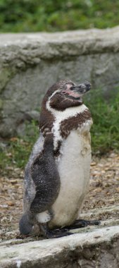 Humboldt pengueni - spheniscus humboldti