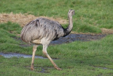 ortak rhea - Riya americana