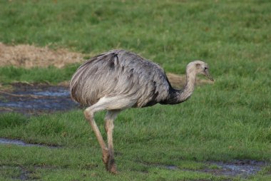 ortak rhea - Riya americana