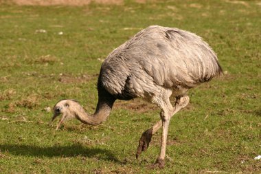 ortak rhea - Riya americana
