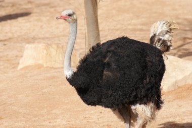 Devekuşu - struthio camelus