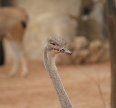 Devekuşu - struthio camelus