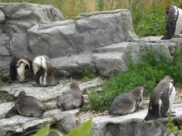 Humboldt Penguin Spheniscus humboldti — Stok Foto