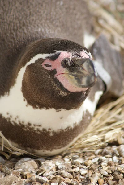 Humboldt-Pinguin - spheniscus humboldti — Stockfoto