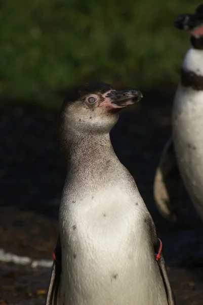 Humboldt-Pinguin - spheniscus humboldti — Stockfoto