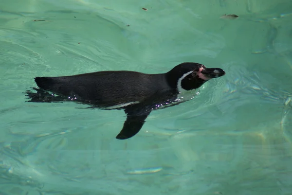 Pinguim-de-Humboldt - Spheniscus humboldti — Fotografia de Stock
