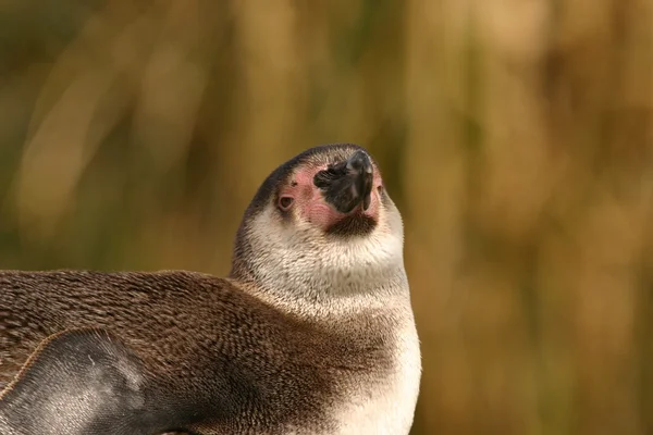 Pinguim-de-Humboldt - Spheniscus humboldti — Fotografia de Stock