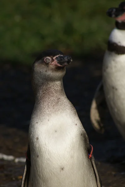 Humboldt-Pinguin - spheniscus humboldti — Stockfoto