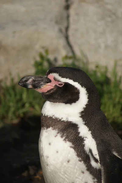 Pingouin Humboldt - Spheniscus humboldti — Photo
