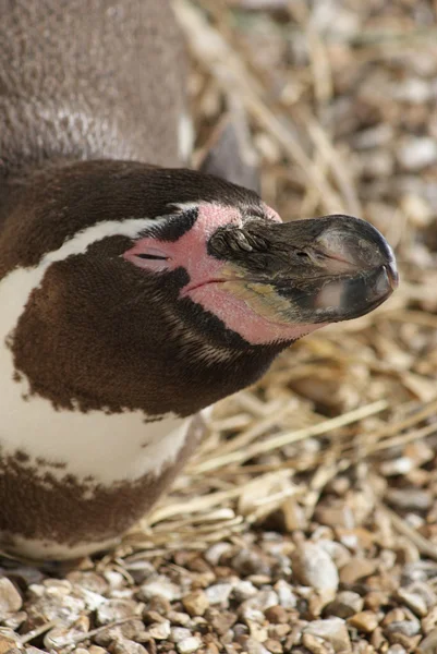 Pinguim-de-Humboldt - Spheniscus humboldti — Fotografia de Stock