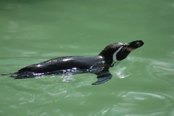 Humboldt-Pinguin - spheniscus humboldti — Stockfoto