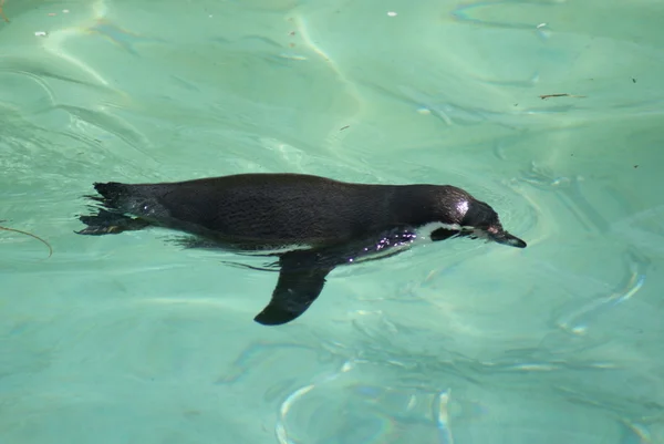Pingüino de Humboldt - Spheniscus humboldti —  Fotos de Stock