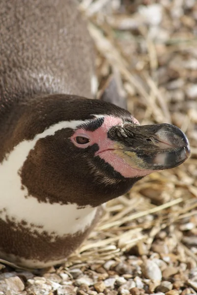 Πιγκουίνος Humboldt - spheniscus humboldti — Φωτογραφία Αρχείου