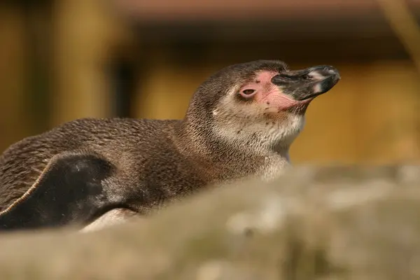 Pinguim-de-Humboldt - Spheniscus humboldti — Fotografia de Stock