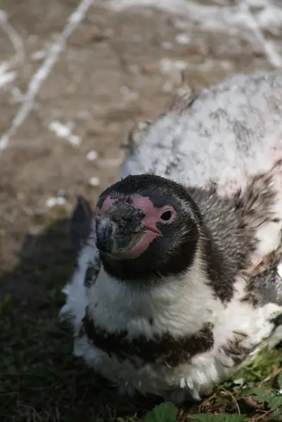 Pinguino di Humboldt - spheniscus humboldti — Foto Stock