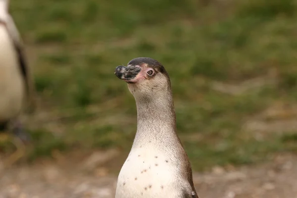 Humboldt pengueni - spheniscus humboldti — Stok fotoğraf