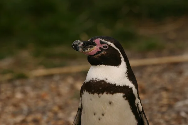 フンボルト ペンギン - 年繁殖学 — ストック写真
