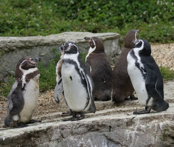 Humboldt Penguin - Spheniscus humboldti — Stock Photo, Image