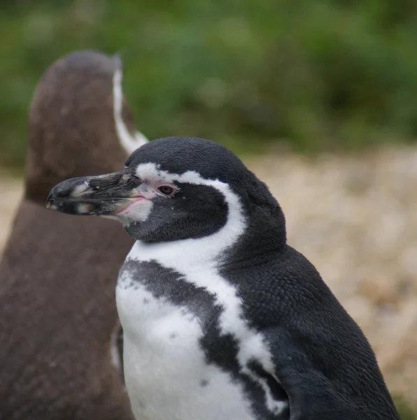 Pinguino di Humboldt - spheniscus humboldti — Foto Stock