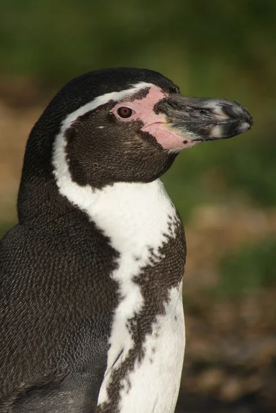 Pingüino de Humboldt - Spheniscus humboldti — Foto de Stock