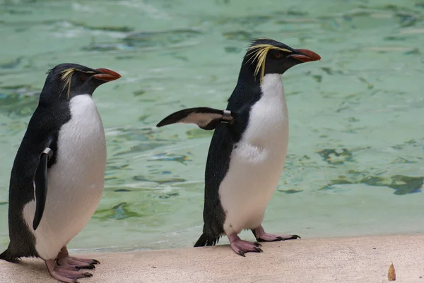 Pinguim-do-norte-roqueiro - Eudyptes moseleyi — Fotografia de Stock