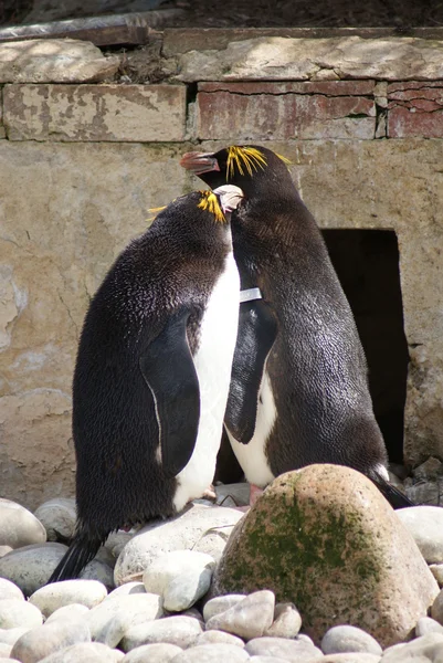 Pingüinos macarrones - Eudyptes chrysolophus —  Fotos de Stock