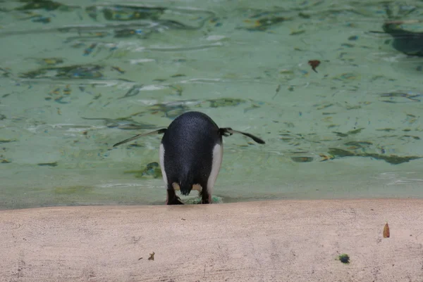 Północnej rockhopper penguin - eudyptes moseleyi — Zdjęcie stockowe