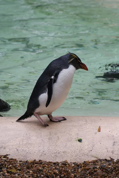 Północnej rockhopper penguin - eudyptes moseleyi — Zdjęcie stockowe