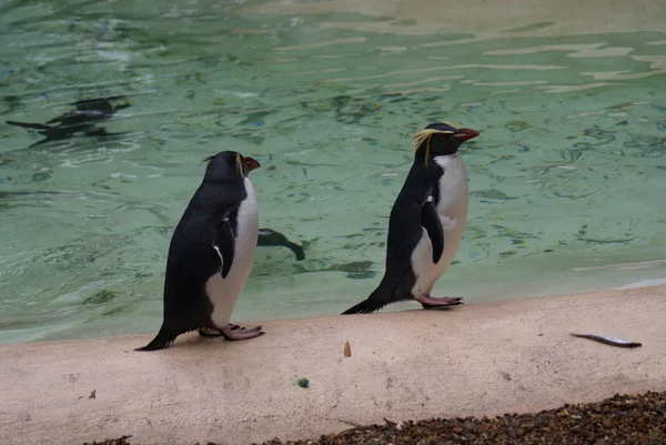 Nördlicher Rockhopper-Pinguin - Eudyptes moseleyi — Stockfoto