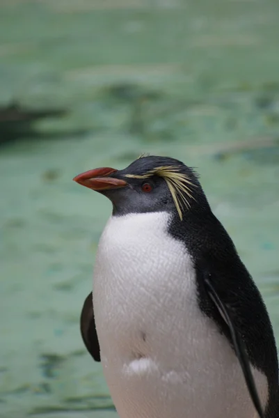 Northern Rockhopper Penguin - Eudyptes moseleyi — Stock Photo, Image