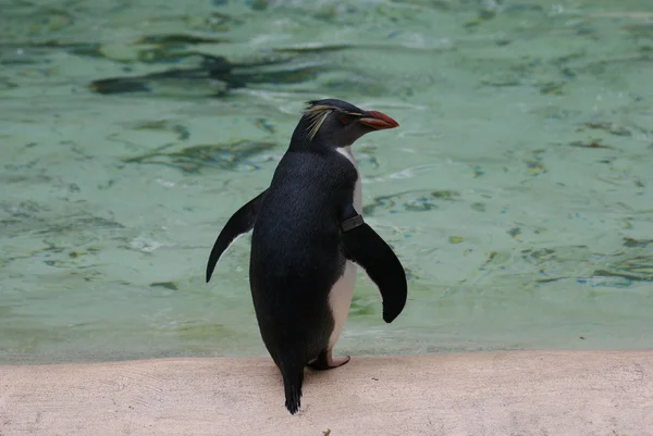 Northern Rockhopper Penguin - Eudyptes moseleyi — Stock Photo, Image