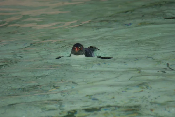 Pinguino di Rockhopper settentrionale - Eudyptes moseleyi — Foto Stock