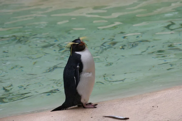 Pingüino Rockhopper del Norte - Eudyptes moseleyi — Foto de Stock