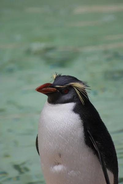 Northern Rockhopper Penguin - Eudyptes moseleyi — Stock Photo, Image