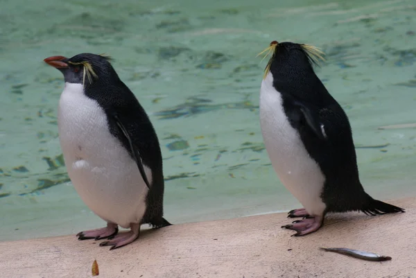 Northern Rockhopper Penguin - Eudyptes moseleyi — Stock Photo, Image