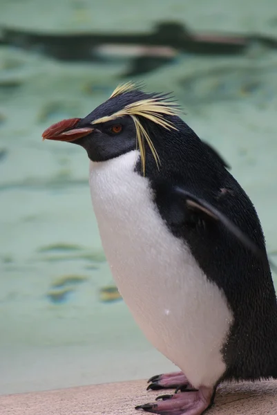 Northern Rockhopper Penguin - Eudyptes moseleyi — Stock Photo, Image