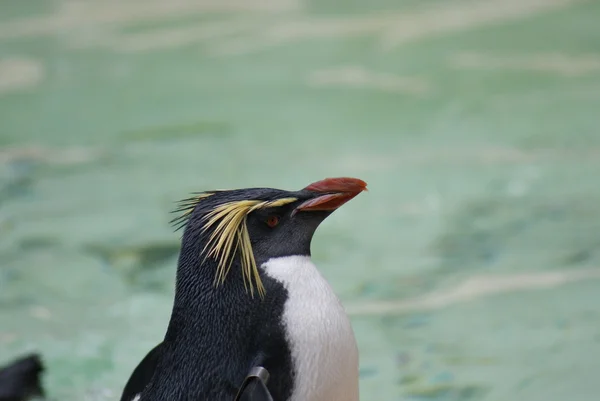 Northern Rockhopper Penguin - Eudyptes moseleyi — Stock Photo, Image