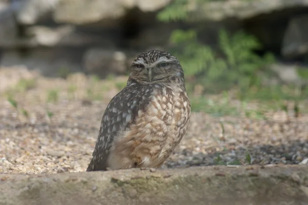 Coruja - Athene cunicularia — Fotografia de Stock