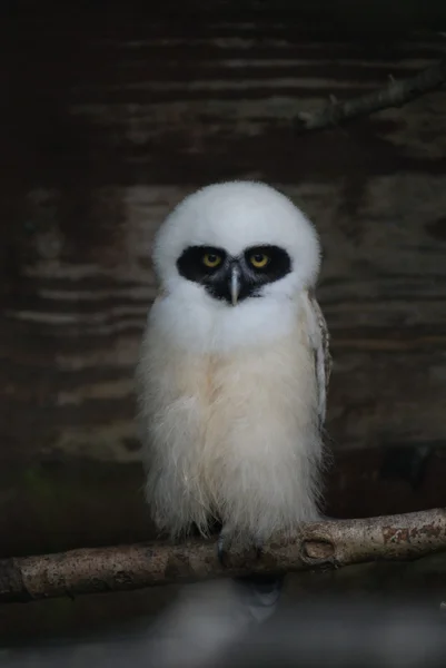 Spectacled Owl - Pulsatrix perspicillata — Stock Photo, Image