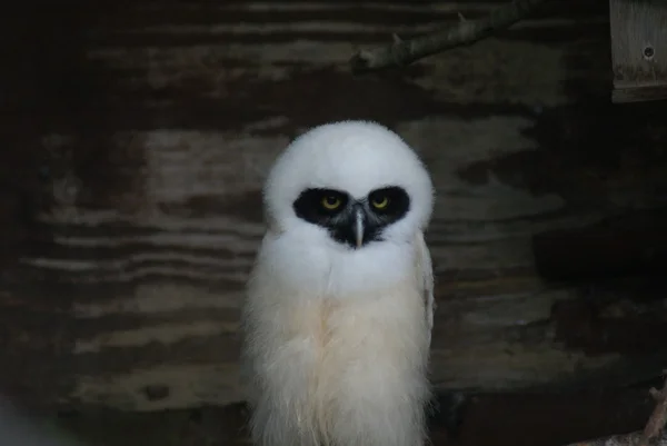 Búho de anteojos - Pulsatrix perspicillata — Foto de Stock