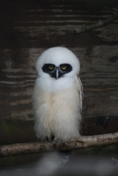 Spectacled Owl - Pulsatrix perspicillata — Stok Foto