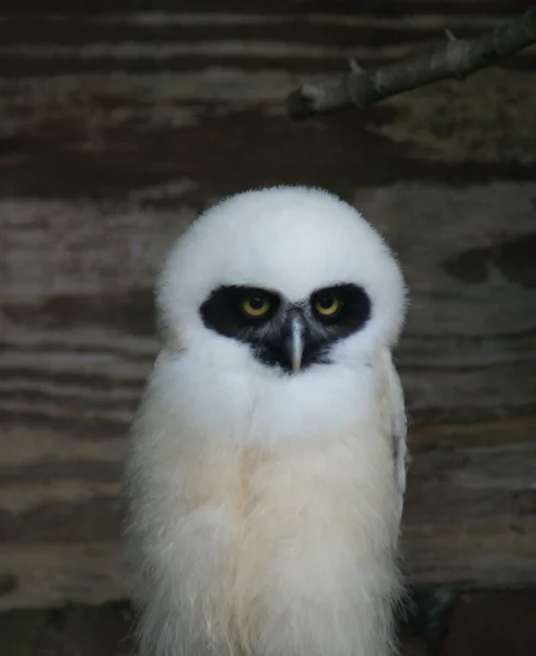 Coruja Espectacled - Pulsatrix perspicillata — Fotografia de Stock