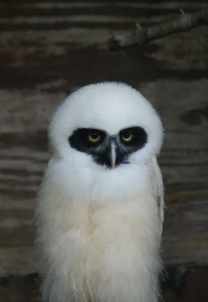 Coruja Espectacled - Pulsatrix perspicillata — Fotografia de Stock