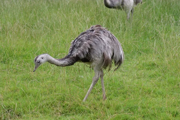 Ortak rhea - Riya americana — Stok fotoğraf