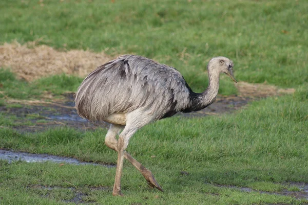 Rhea comune - Rhea americana — Foto Stock