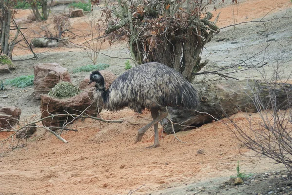 Emu - Dromaius novaehollandiae — Foto Stock