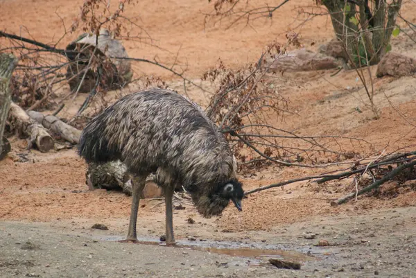 EMU - Dromaius novaehollandiae — Stockfoto