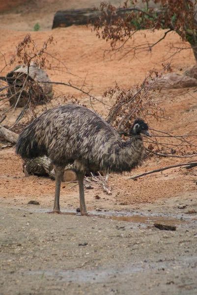 Emu - Dromaius novaehollandiae — Foto Stock