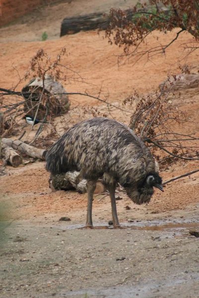 Emu - Dromaius novaehollandiae — Stock Photo, Image
