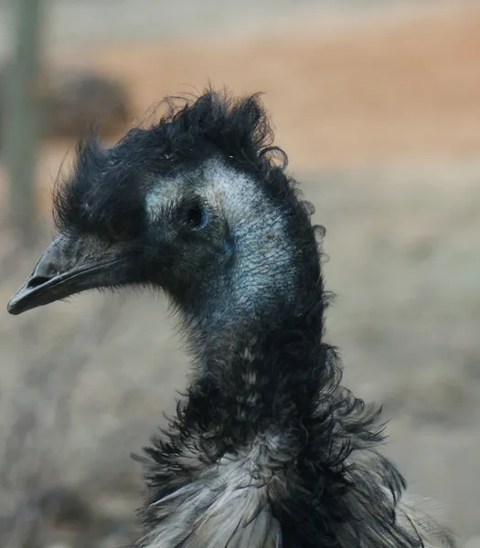 Emu - Dromaius novaehollandiae — kuvapankkivalokuva